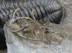 Spine-On-Spine Ceratarges & Austerops Trilobite Association #43685-2